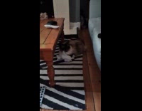 Cat munches tissue paper from new shoes