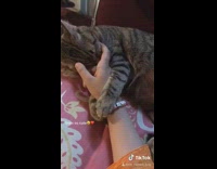 Grey cat holds girls wrist with paws