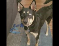 Black dog sticks out tongue every time toy squeaks.