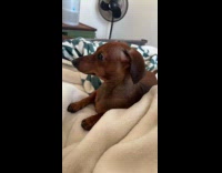 Dog looks away hearing viral dog audio