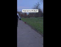 Chihuahua Chases and Scares Away Excited Kid