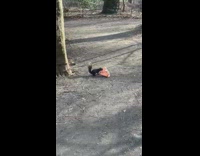 Squirrel dragging whole pizza slice in park