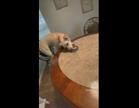 Dog slides across circle round table for treat 