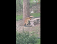 Raccoon golden brown color feeds on the stone bench