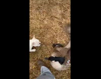 Collab BitchMP - Goose slaps small white dog protecting owner 