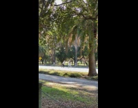 Girl walk and shake body park trees