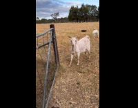 Woman carry cat gets approached by goats