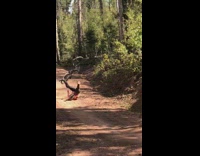 Red shirt guy jumps bicycle fail dirt 
