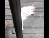 Brown white fat cat sunbathes outside wood