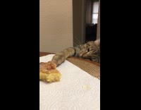 Tabby cat try to steal donut on table