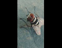 Macro lens close up video fly red eyes