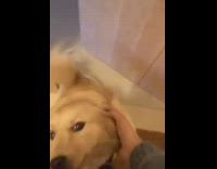 Compilation brown dog greets girl wood door