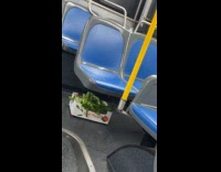 Vegetable leaves in box under bus seat