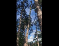 Cat sits on top of thorny tree