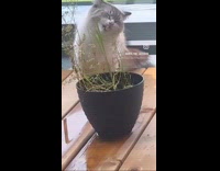 Cat bite and eat plant from pot