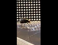 Black fly rubs hands together window screen