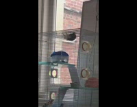 Black white hamster climbing roof of cage falls