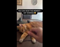 Cat sleeping on table likes playing dead