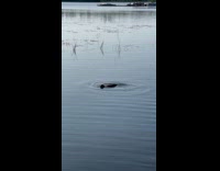 Loon swims fast underwater to chase fish