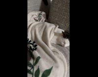 Collab PLC - Three pet cats on sofa beside window