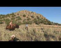 White lingerie girl sits poses brown bison 