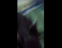 Black dog run to bed step noises