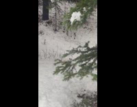 Ferret attacks rabbit in snow 