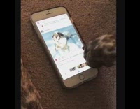 Brown dog scrolling through iphone phone liking pictures on Instagram