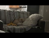 Sleepy dog wakes up from DDOI video