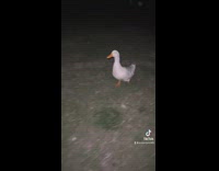 Story time girl rescues white duck at the park 