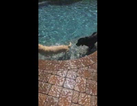black and tan dogs in pool walking around and jumoing