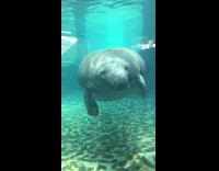 Manatee swims and hits nose on glass