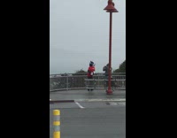 Furry fox golden gate bridge red shirt