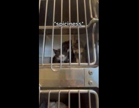 Kittens hisses at woman working at shelter