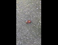 Collab WINY - Yellow jacket wasp eat cockroach on ground