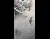 Takes video of the meerkat at the zoo and airplane 