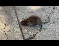 Collab WINY - Large rat slowly moves on the sidewalk