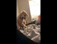 Pet dog multiple stomps on the bed