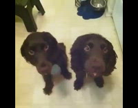 two brown dogs licking spoons with peanut butter