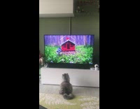 (3RD PARTY CONTENT) Grey cat sits watches blue bird television