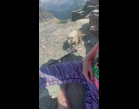 Collab BitchMP - Big squirrel tries to steal hiking pole