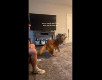 Collab Clips mpugc - Dog spins in circle after kiss