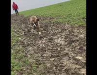 Slowmo Saint Bernard Runs Across Muddy Field