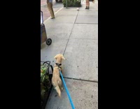 Dog stares at white ferret on leash 