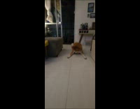 Collab PubityPets - Dog Stomps Bug then Watches it Movement