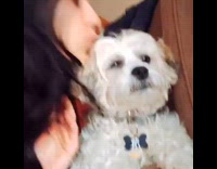 Collab ClipsIG - Lady Kisses Dog then Licks her Back