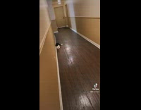 Collab BitchMP - Cat laying in apartment hallway refuses to go inside