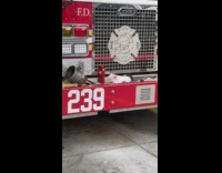 Small piglet found on firetruck  