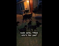 Collab Clips MPUGC - Puppy trying to feed on male dog