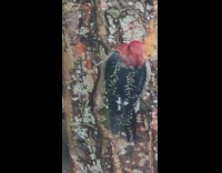 Red breasted sapsucker bird on tree trunk